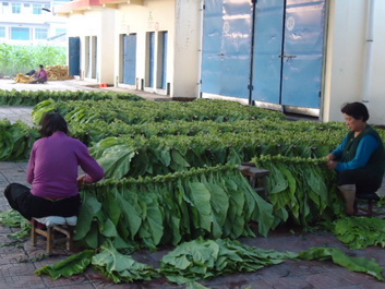 洛南縣景村鎮煙農一片繁忙景象
