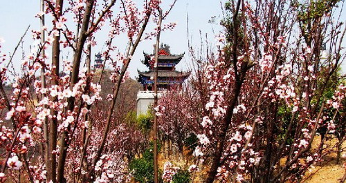 龜山賞花正當時！