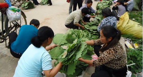 端午將至“粽葉”熱銷