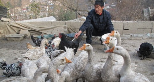 商洛特種養殖成農民增收新渠道