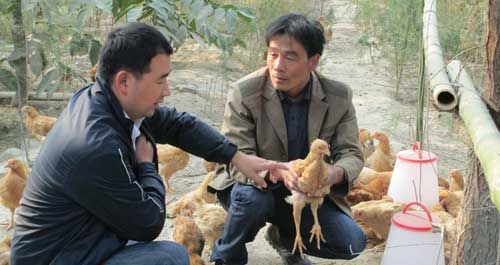 茹遠美的二次養雞路