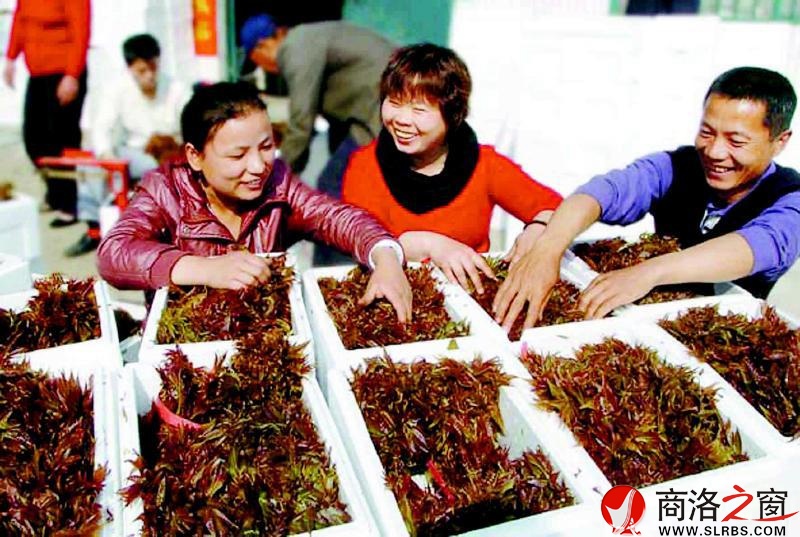 在我市的各個(gè)菜市場(chǎng)里，香椿芽被擺在了顯著位置。