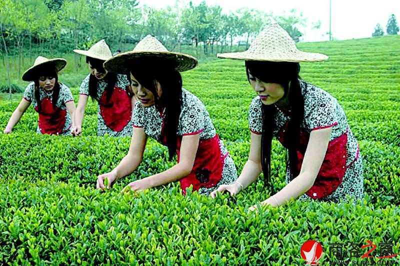 我市綠色產業快速發展,已成為全市的骨干產業。圖為商南采茶女采春茶。