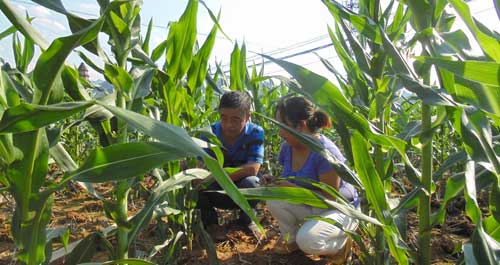 商洛市氣象局建議加強田間管理