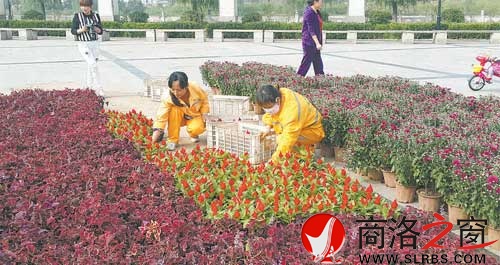 我市在市區主街道擺放花卉慶祝國慶