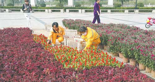 我市在市區(qū)主街道擺放花卉慶祝國慶