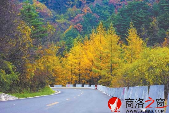 深秋時節，行駛在秦嶺深處的101省道上，如畫風景令人醉。