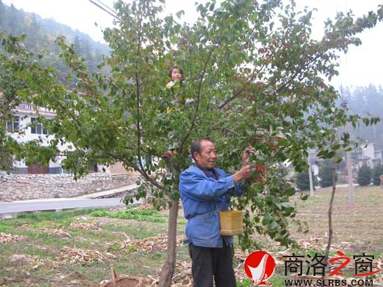 盤龍寺村老李和孫女在采收山茱萸