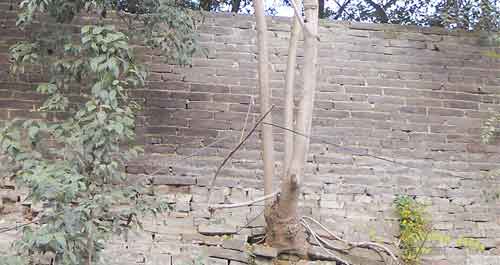 不能忘卻的商州古城墻