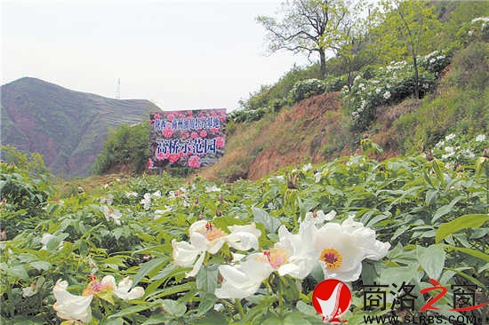 商州區夜村鎮高橋村油用牡丹基地