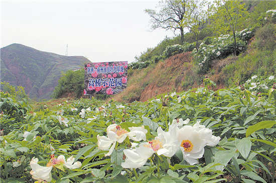 商洛牡丹花正艷