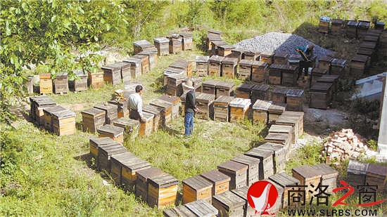 朱曉冬安扎在商州麻街的養蜂場