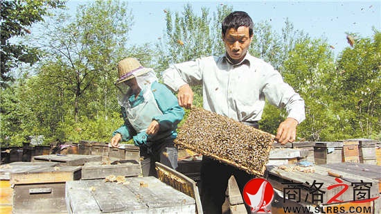 每天早晨，朱曉冬都會給蜜蜂做例行檢查。
