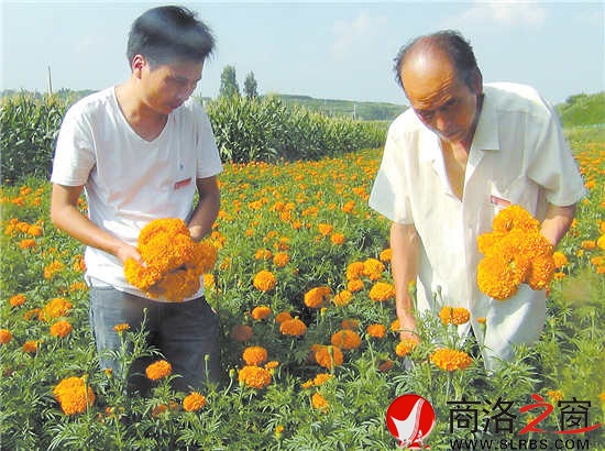 洛南四皓農牧站站長劉衛鋒（左）冒著酷暑深入田間幫助農戶采收萬壽菊