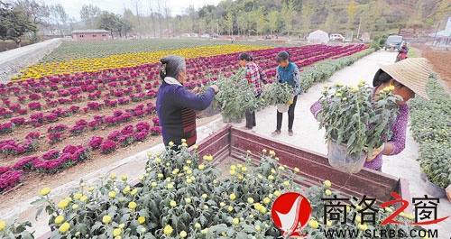 10月5日，商州區腰市寇村村民在陜西天琦生態農科園植菊。該農科園是區政府今年西洽會上引資項目，占地2300畝，集觀賞藥源