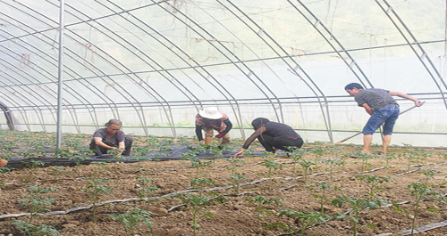 “合作社+產業+貧困戶”模式帶動貧困戶增收