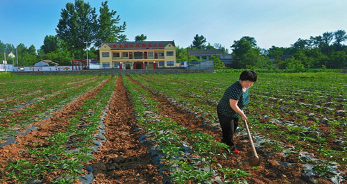 洛南今年引進發展超前大椒200余畝