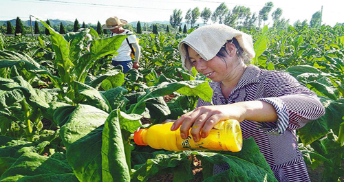 洛南對烤煙實施封頂打叉