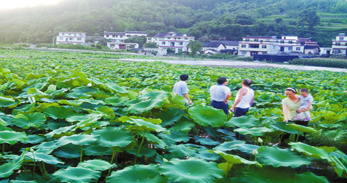 商南后川社區流轉土地建設產業基地