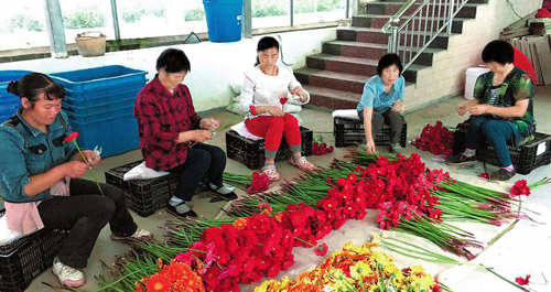 金臺村把鮮切花種植作為精準扶貧項目