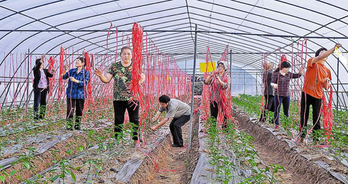 丹鳳縣南院村產(chǎn)業(yè)扶貧創(chuàng)增收