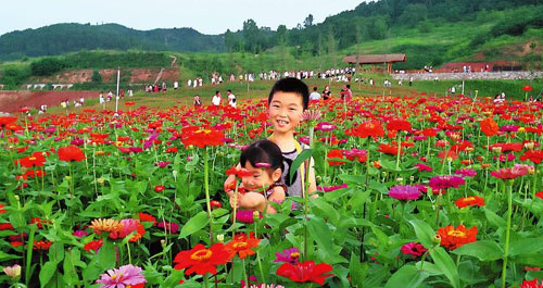 萬畝花海惹人醉