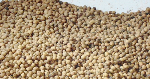 核桃價格創歷史新高