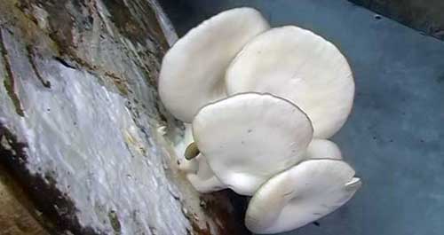 菜墩上長出大蘑菇