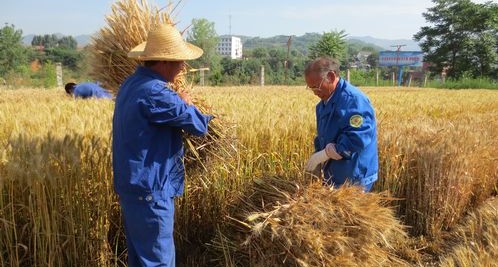 市農科所在小麥良種試驗田里搶收小麥