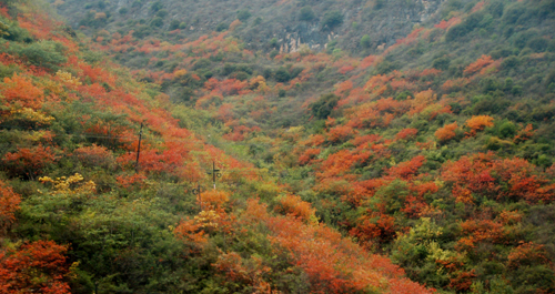 秦嶺楓葉紅