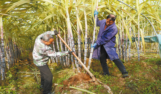 “南蔗北種”帶來(lái)別樣甜