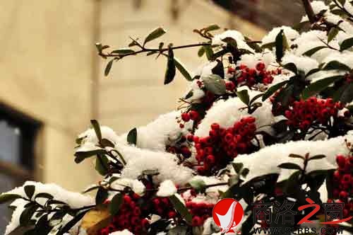 雪中的火棘子