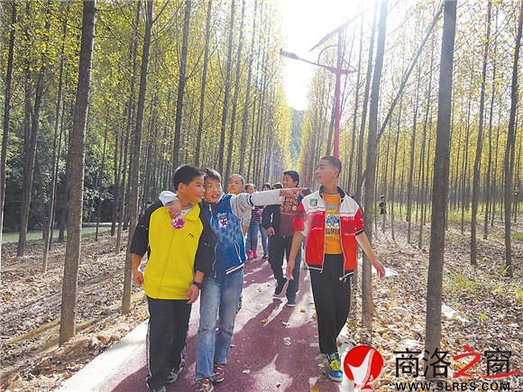 風(fēng)景如畫的楊樹林