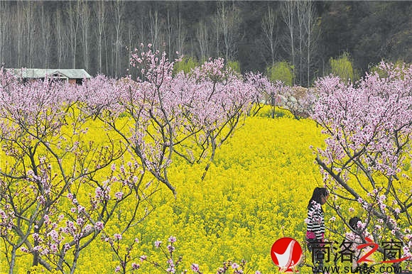 春天，后灣有商洛最美的油菜花。