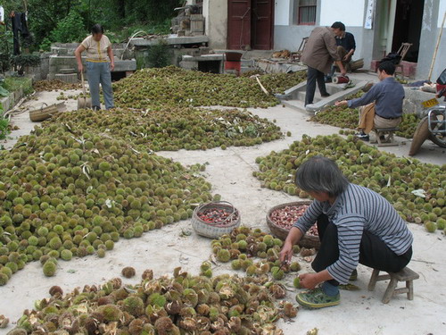 板栗已成為當地農民的一項重要經濟收入.jpg