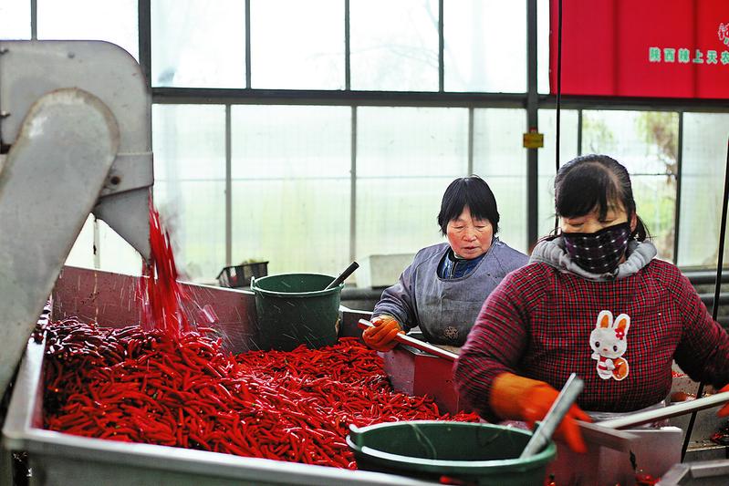 辣上天帶火了洛南的辣椒產業