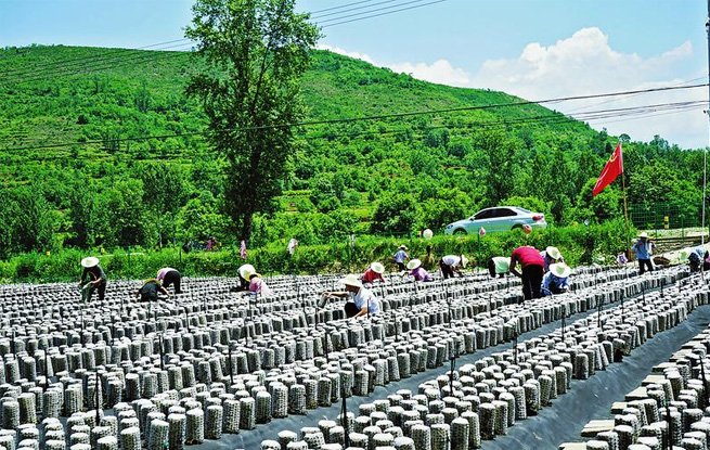 柏峪寺鎮社區群眾正在產業基地采摘木耳