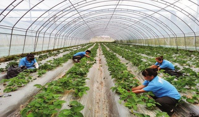 甜草莓背后的“致富經”