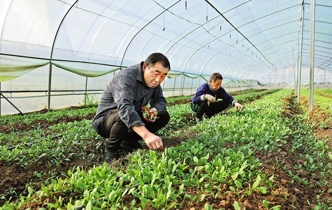 發展設施農業 保障市場供應