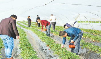 草莓紅了 產業旺了