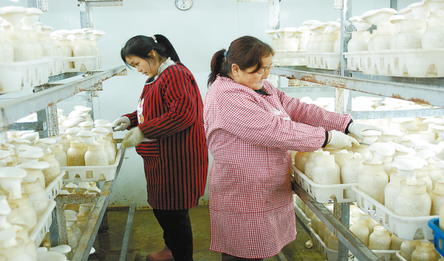 夜村鎮 特色產業穩支柱