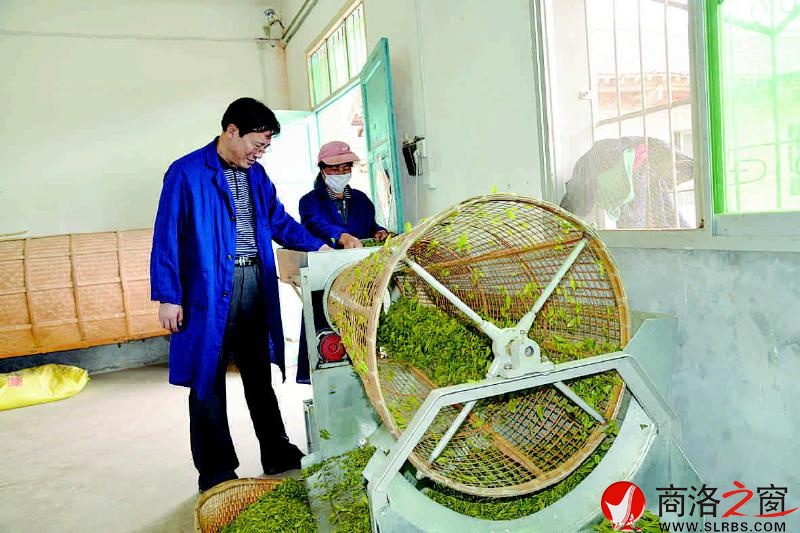 王東柱檢查茶葉質(zhì)量