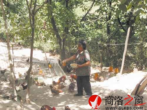 在新一輪扶貧開發中，我市不少農戶都將林下養殖作為發展項目。