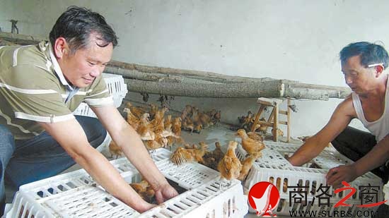 鴻偉公司向八龍村捐贈了5000只價值6萬元的雞苗,村民江文春正在接收雞苗。