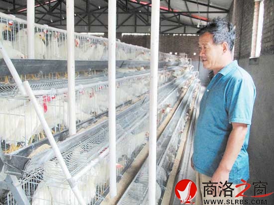 生態園里的自動化養雞場