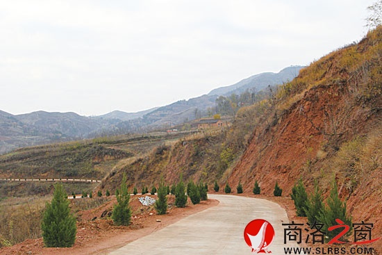 已經(jīng)完成普修的王山底至會峪公路,兩旁栽植了青翠的松柏行道樹。