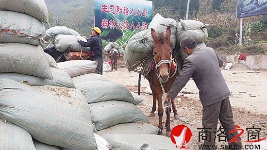 騾子身上裝滿貨物準備上山