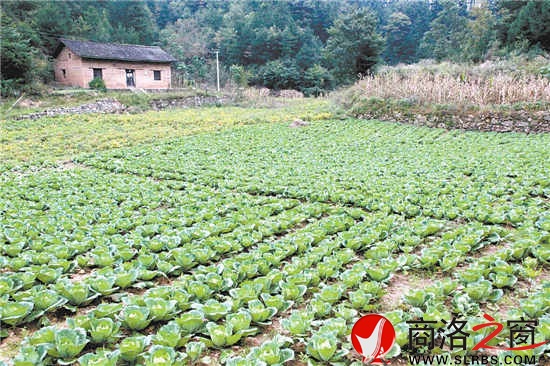 高山蔬菜種植基地栽植的秋甘藍