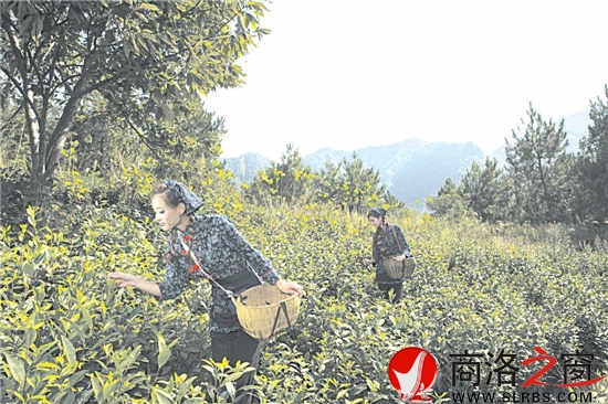 茶葉已成為鎮(zhèn)安農(nóng)民增收的骨干產(chǎn)業(yè)