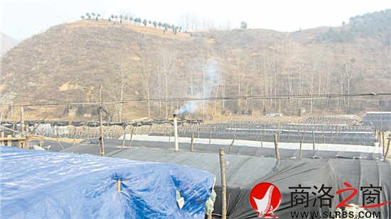 浙江農民在秦茂村建的香菇大棚